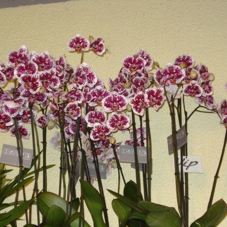 Minunatii de orhidee!!!!